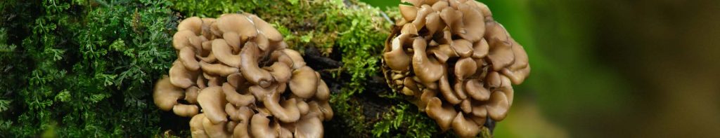 Aufnahme von Maitake-Pilzen, die in der Natur wachsen