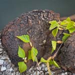 quadratisches Bild mit Chaga Pilzen in der Natur wachsend