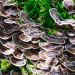 quadratisches Bild mit Coriolus Pilzen in der Natur wachsend