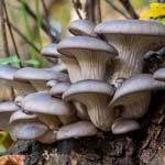 image carrée avec champignons Pleurotus poussant dans la nature