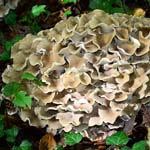 image carrée avec des champignons Polyporus poussant dans la nature