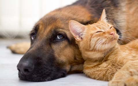 Nahaufnahme von kleiner Katze und einem Hund die friedlich beieinander liegen