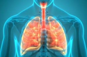 Illustration 3D du système pulmonaire humain