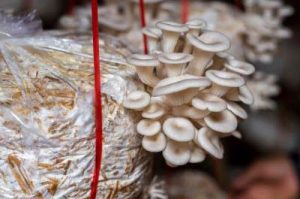 Prise de vue de champignons Pleurotus cultivés sur un sac de substrat