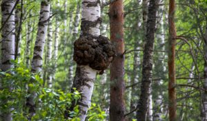 Birch wood with focus on a chaga mushroom growing on a birch tree trunk