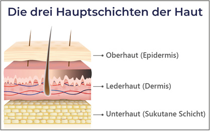Grafische Darstellung der drei Hauptschichten der Haut