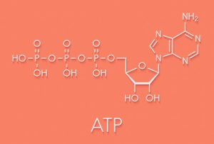 Représentation graphique de la formule chimique de l'adénosine