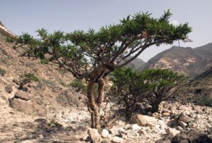 Foto eines Weihrauchbaumes in der Natur wachsend