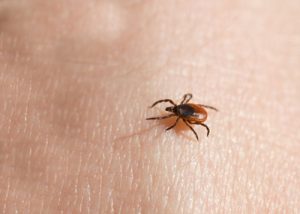 Close-up of a tick on human skin - the tick has not yet attached itself to the skin