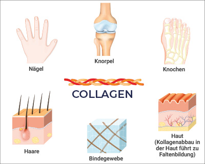 Illustration zum Thema Collagen