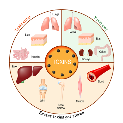 Graphical representation of the entry and exit of toxins into the human organism